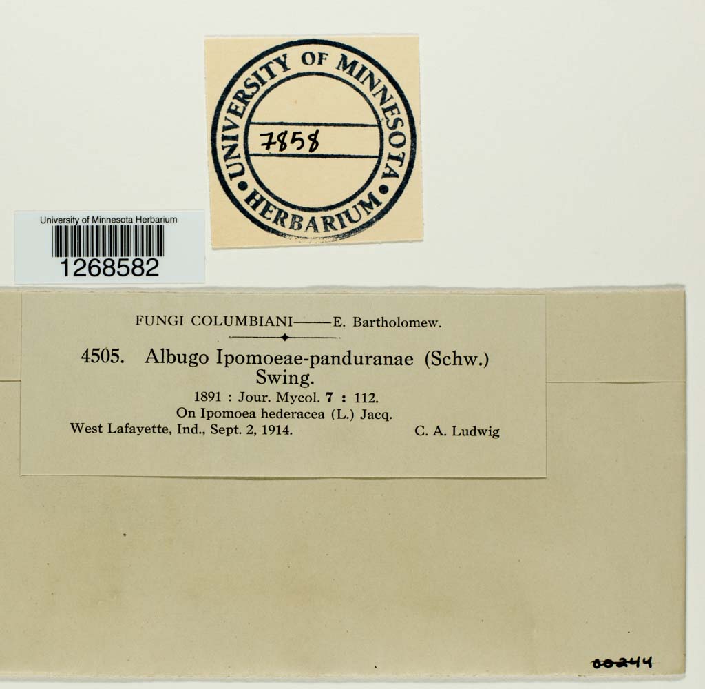 Albugo ipomoeae-panduratae image