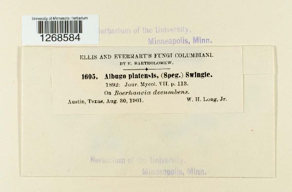 Albugo platensis image