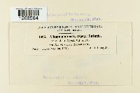 Media resource of Albugo platensis