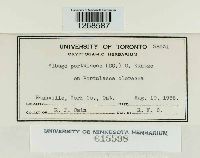 Albugo portulacae image