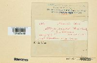 Albugo candida image