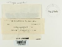 Albugo candida image