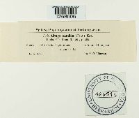 Albugo candida image