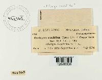 Albugo candida image