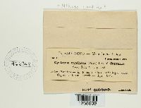 Albugo candida image