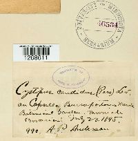 Albugo candida image