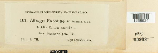 Albugo eurotiae image