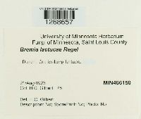 Bremia lactucae image