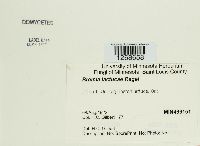 Bremia lactucae image