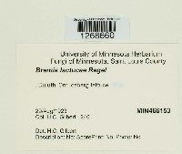 Bremia lactucae image