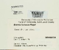 Bremia lactucae image