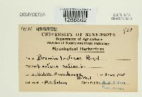 Bremia lactucae image