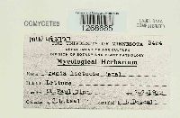 Bremia lactucae image