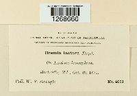 Bremia lactucae image