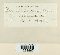 Bremia lactucae image