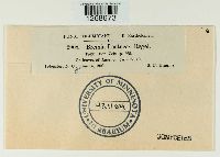 Bremia lactucae image