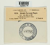 Bremia lactucae image