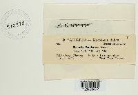 Bremia lactucae image