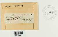 Bremia lactucae image