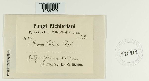 Bremia lactucae image