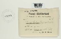 Bremia lactucae image