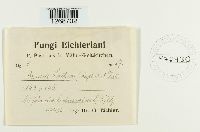 Bremia lactucae image