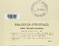 Bremia lactucae image