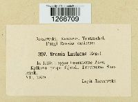 Bremia lactucae image