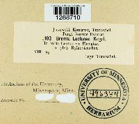 Bremia lactucae image