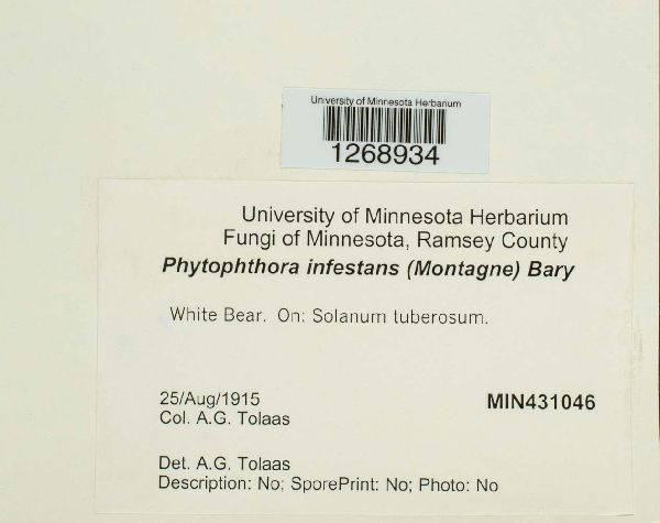 Phytophthora infestans image