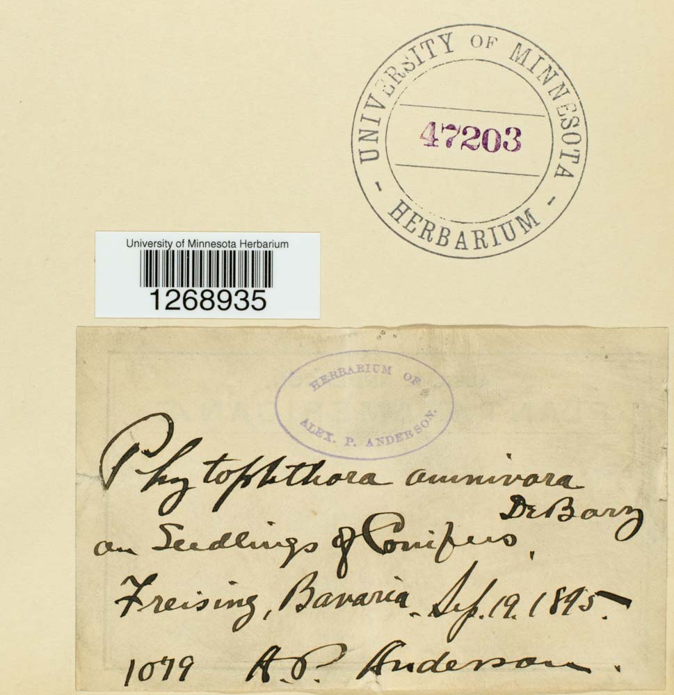 Phytophthora omnivora image