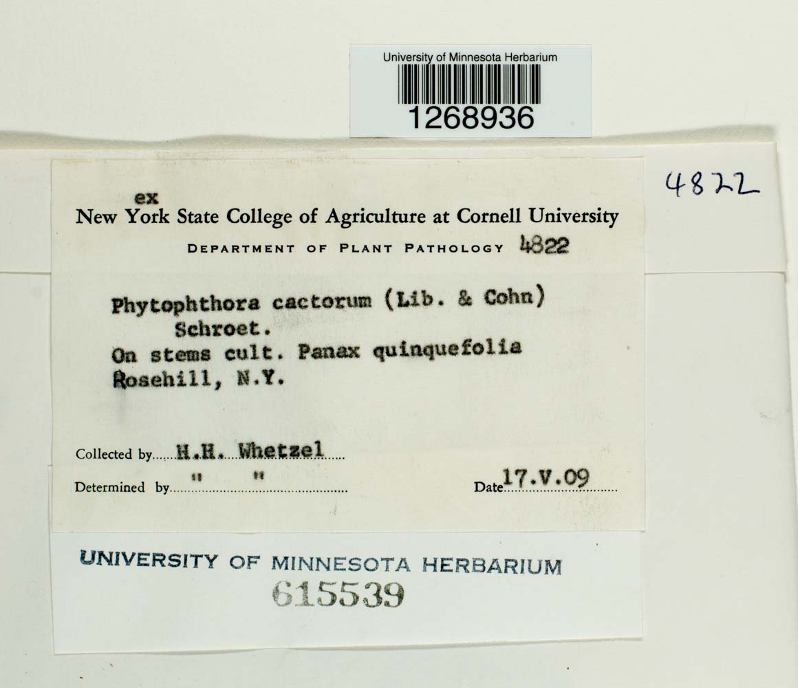 Phytophthora cactorum image