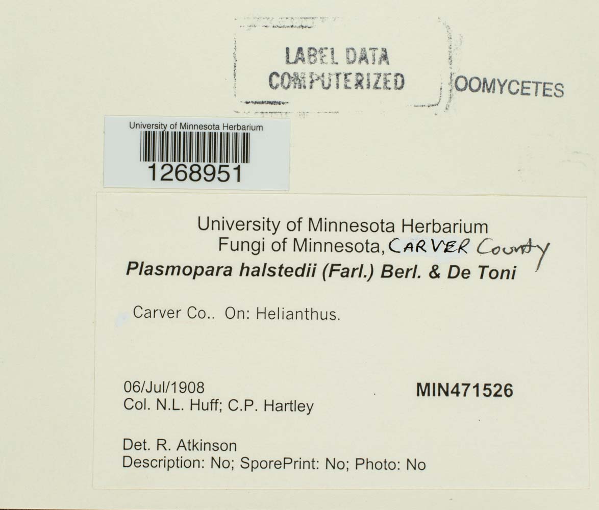 Plasmopara halstedii image