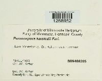 Plasmopara halstedii image