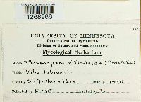 Plasmopara viticola image