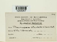 Plasmopara viticola image