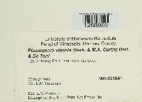 Plasmopara viticola image