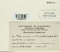 Plasmopara viticola image