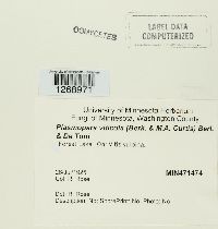 Plasmopara viticola image