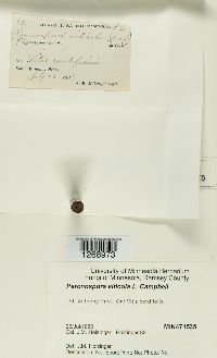 Plasmopara viticola image