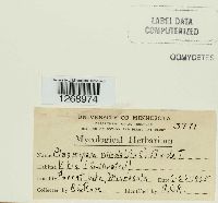 Plasmopara viticola image