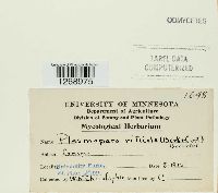 Plasmopara viticola image