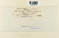 Plasmopara halstedii image