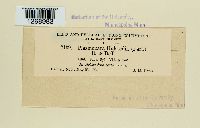 Plasmopara halstedii image