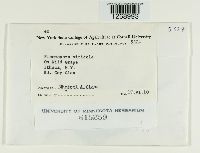 Plasmopara viticola image