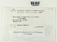 Plasmopara viticola image