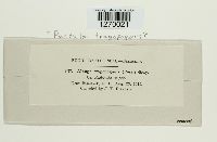 Pustula tragopogonis image