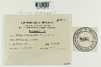 Pustula tragopogonis image