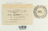 Pustula tragopogonis image