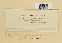 Pustula tragopogonis image